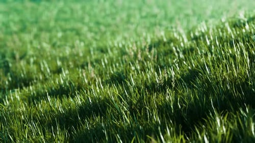 Grünes frisches Gras als schöner Hintergrund