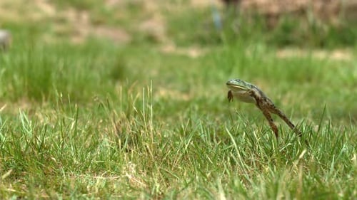 Green Frog Leaps Across the Grassy Meadow