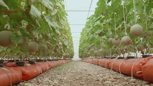 Plantes de melons verts ou de melons cantaloups poussant en serre