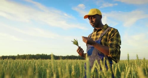 The Farmer Inspects the Harvest in the Wheat Field