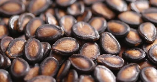 Black Melon Seeds