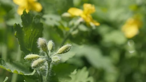 Plante herbacée vivace peu profonde DOF Chelidonium majus 4K 2160p 30fps UltraHD métrage - Yellow flo