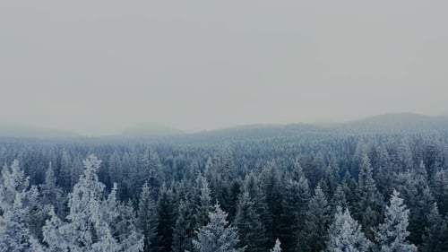Epic Aerial shot of a winter forest covered with snow in a fogy morning