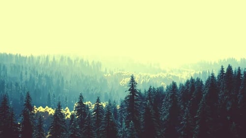 Sunlight in Spruce Forest in the Fog on the Background of Mountains at Sunset
