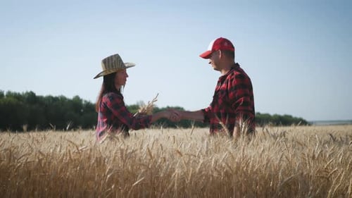 Farmers Handshake Over the Wheat Crop in Harvest Time. Team Farmers Stand in a Wheat Field with