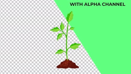 Animated Tomato Plant Growth Cycle with Alpha Channel