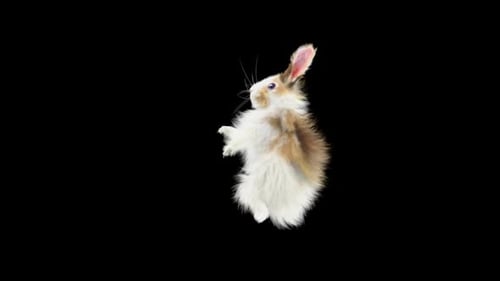 Hase: Tanzen HD