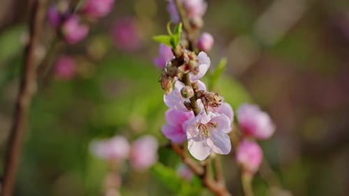 Pink Flowers of a Cherry Blossom on a Sakura Tree Close Up