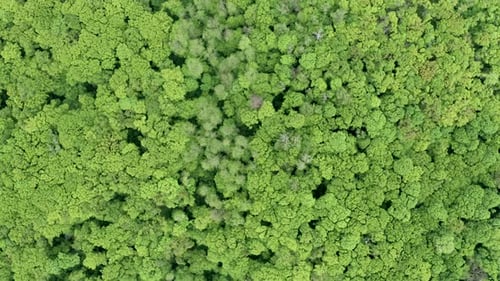 Young Green Forest
