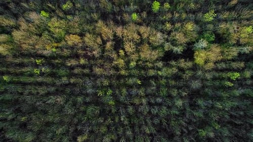Forest Drone (4K)