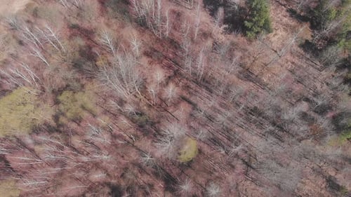 Aerial view of birch forest. Nature, forests and trees.