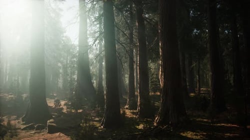 Giant Sequoia Trees at Summertime in Sequoia National Park California