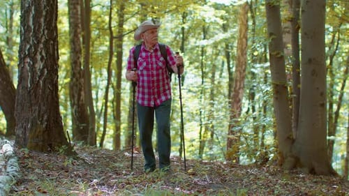 Senior Old Caucasian Tourist Hiker Grandfather Training Nordic Walking with Trekking Poles in Forest