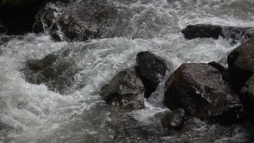 Rapids Flowing over Rocks in Forest River