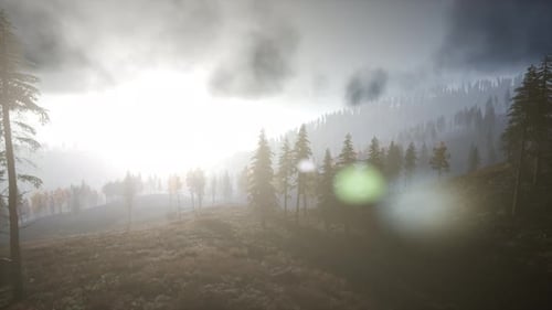 Sun Beams Through Trees
