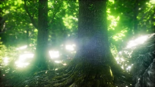 Sun Light in the Green Forest