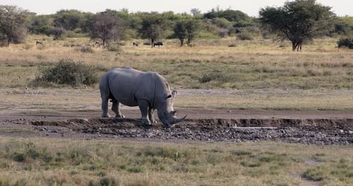 white rhinoceros Botswana, Africa