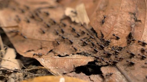 Group of Black Ants Walking on the Concrete Surface