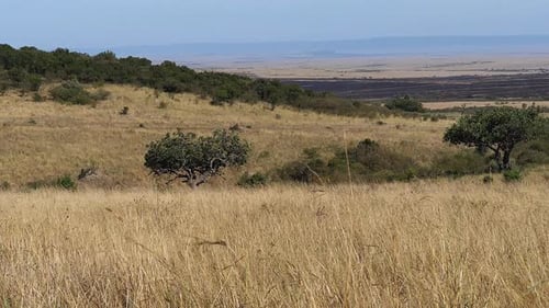 Savannah landscape in Tsavo Park, Kenya, Slow motion