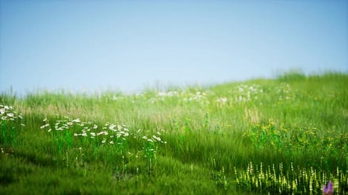 Campo de hierba fresca y verde bajo un cielo azul