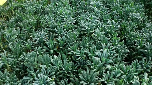 Images aériennes de rangées de plantes poussant à l'intérieur d'une grande serre