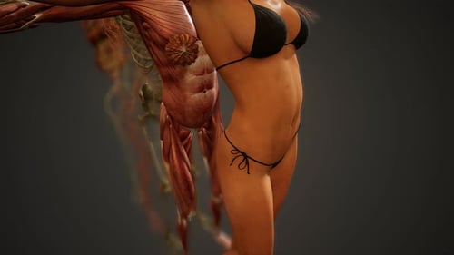 Detailed Human Anatomy Body Systems Reveal Animation