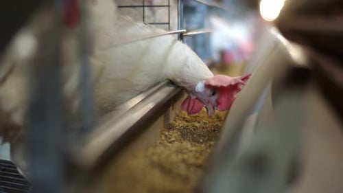 A White Rooster with a Red Crest Pecks Food From the Gutter at a Poultry Farm. A Rooster in a Cage