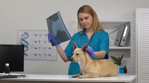 Pet Clinic Doctor Analyzing Dog X-Ray, Sick Animal on Hospital Table, Trauma