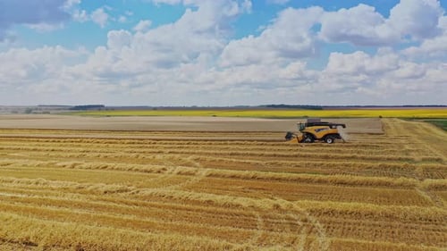 Combine harvesting wheat field. Aerial view of combine agriculture harvesting golden ripe