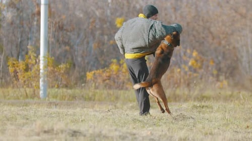 Man Trains Protective Dog outdoors in Rural Setting