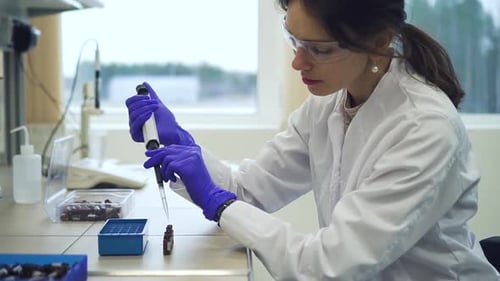 Female Scientist Uses Pipette with Liquid Filling Pcr Bottles or Test Tubes Spbd