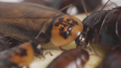 Close Up Cockroach Family Eats Food on Plate in the Kitchen Footage