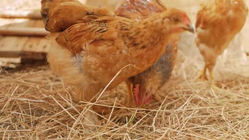 Small Brown Chickens Walk in Bird Enclosure
