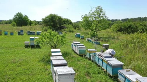 Man working in apiary. Beekeeper inspecting and examining honeycomb frame at apiary