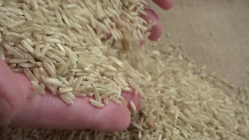 The Farmer Takes Rice 2