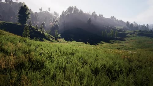 Pine Tree Forrest in the Montains