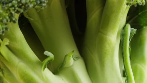 Broccoli Closeup Fresh Green Broccoli Vitamins Raw Food and Vegetarian Lifestyle Concept