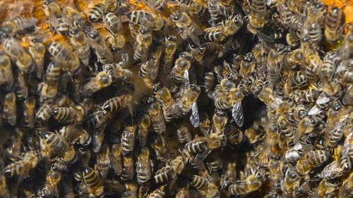 Bees Swarming on Honeycomb in Beehive, Close Up