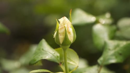 White Rose Bud Close Up in Garden Setting