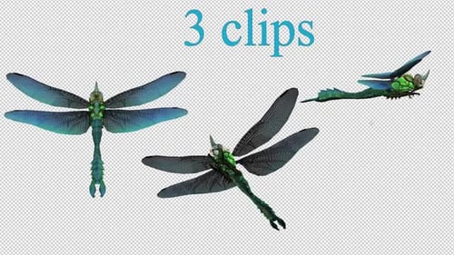Three Animated Dragonflies Flying with Transparent Background