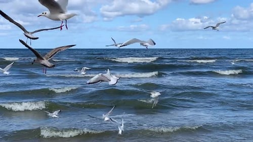 Flock of seagulls flies in strong winds