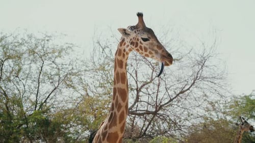 Portrait Of Beautiful African Giraffe