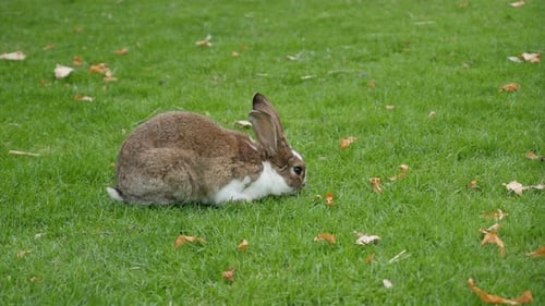 Kaninchen frisst Gras auf dem Feld und entspannt 4K 2160p UltraHD-Aufnahmen - Hase draußen im Gras