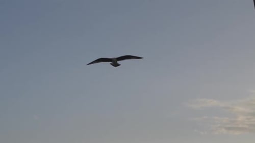 Seagull Flying Past City Building on Sunny Day
