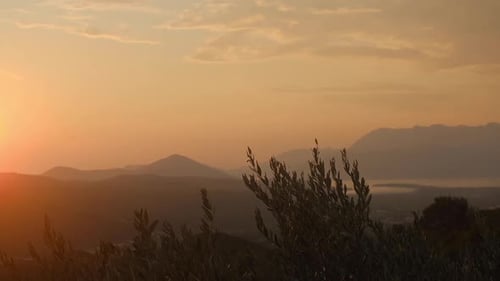Zweig mit Oliven auf einem Baum vor einem Sonnenuntergangshintergrund