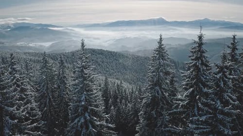 Fir Forest in Mist Hoarfrost Aerial