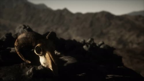 European Mouflon Ram Skull in Natural Conditions in Rocky Mountains