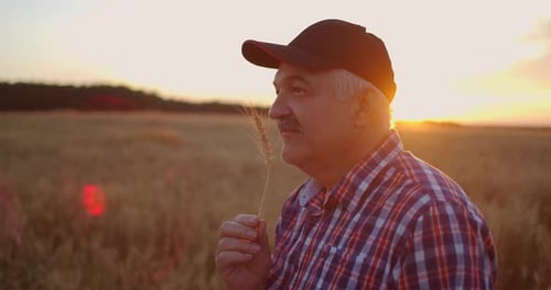 An Elderly Farmer Man in a Shirt and Baseball Cap Stands in a Field of Cereal Crops at Sunset