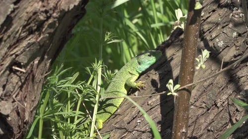 Green Lizard on a Tree