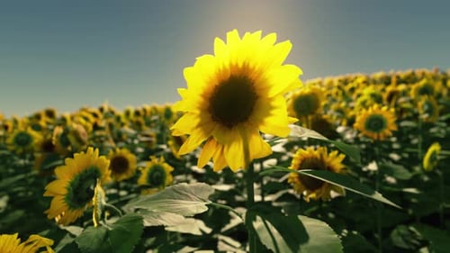 Field of Sunflowers and Sunset